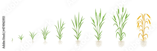Barley growth stages. Multiple stems. Harvest progression. Plant ripening period development. Vector illustration.