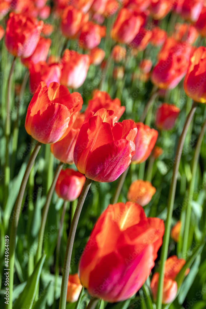 Red tulips in sunlight. Spring postcard for congratulations. Blurred background. Selective focus.