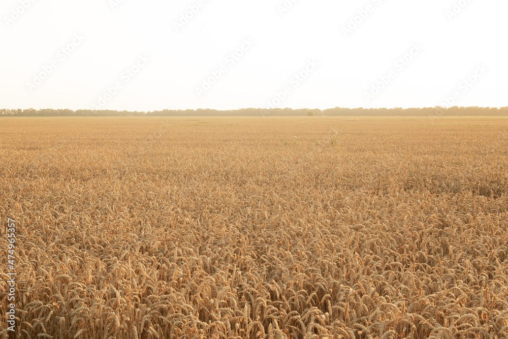 Summer landscape at sunset or sunrise with a field with young golden rye or wheat against a white sky background. Summer landscape at sunset or sunrise with a field with young golden rye or wheat against a white sky background.