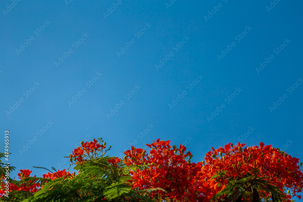 sky and Flamboyant or Flame Tree (Delonix Regia, Royal Poinciana) in full red flower blossom on sunny day, background sky and Flamboyant or Flame Tree (Delonix Regia, Royal Poinciana) in full red flower blossom on sunny day, background