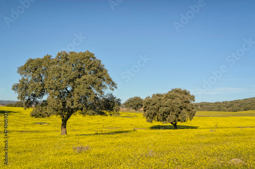 Cork trees on a field with yellow flowers on a bright sunny day