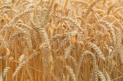 A field of young golden rye or wheat at sunset or sunrise. Texture. Background. Close-up.