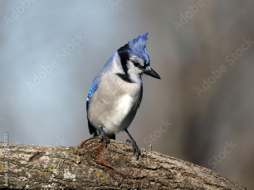 Blue Jay free for alls around the bird feeder