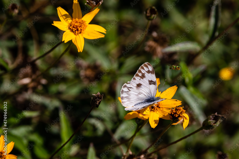 Obraz premium white butterfly on flower