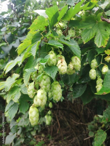 Humulus. green hop cones on a branch with leaves