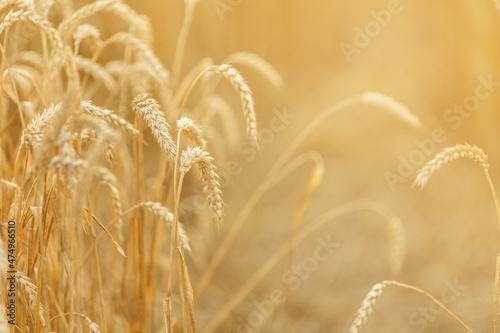 Close up of young golden rye or wheat at sunset or sunrise.