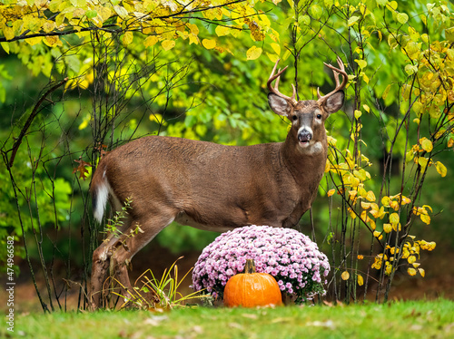 Young male white-tailed deer eating chrysanthemums in residential backyard