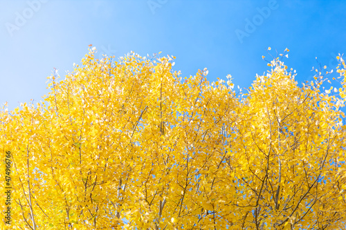 Yellow autumn leaves on birch trees