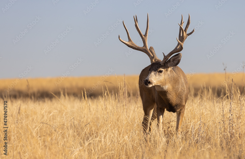 Mule Deer Buck During the Rut in Colorado in Autumn Mule Deer Buck During the Rut in Colorado in Autumn