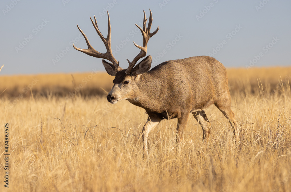 Fototapeta premium Mule Deer Buck During the Rut in Colorado in Autumn