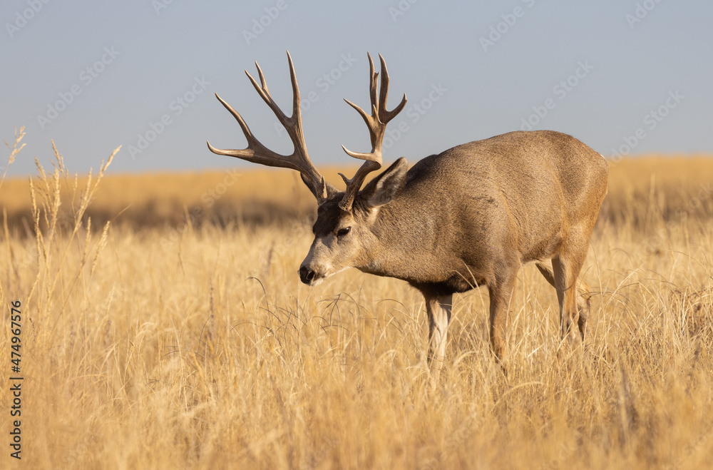 Mule Deer Buck During the Rut in Colorado in Autumn