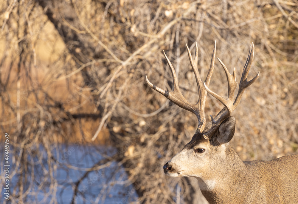 Fototapeta premium Mule Deer Buck During the Rut in Colorado in Autumn