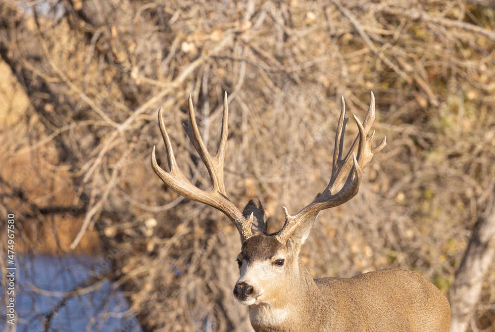 Fototapeta premium Mule Deer Buck During the Rut in Colorado in Autumn