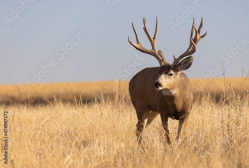 Mule Deer Buck During the Rut in Colorado in Autumn © natureguy