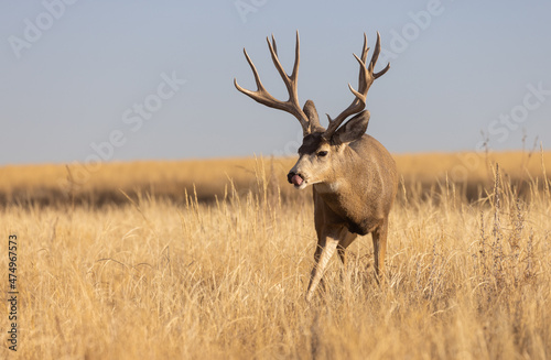 Mule Deer Buck During the Rut in Colorado in Autumn