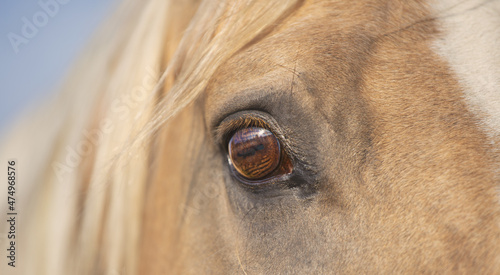 A portrait of a beautiful palomino Quarter Horse close up. Banner, expressive eye, white mane, no stress