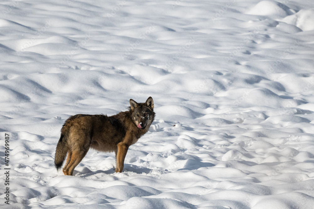 Grey Wolf (Canis lupus) in the winter scenery. Bieszczady Mountains, The Carpathians, Poland. Grey Wolf (Canis lupus) in the winter scenery. Bieszczady Mountains, The Carpathians, Poland.