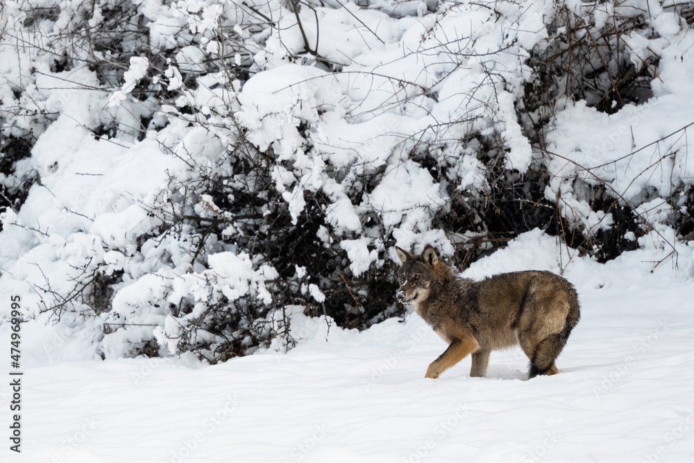 Fototapeta premium Grey Wolf (Canis lupus) in the winter scenery. Bieszczady Mountains, The Carpathians, Poland.