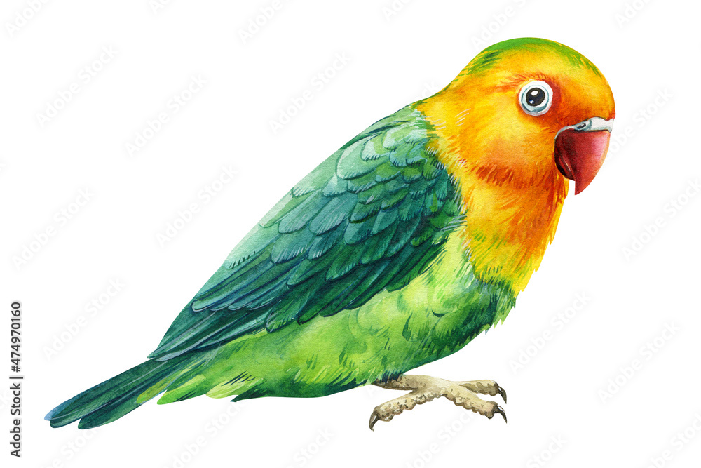 Parrot, green and yellow bird on an isolated white background, watercolor illustration, hand drawing