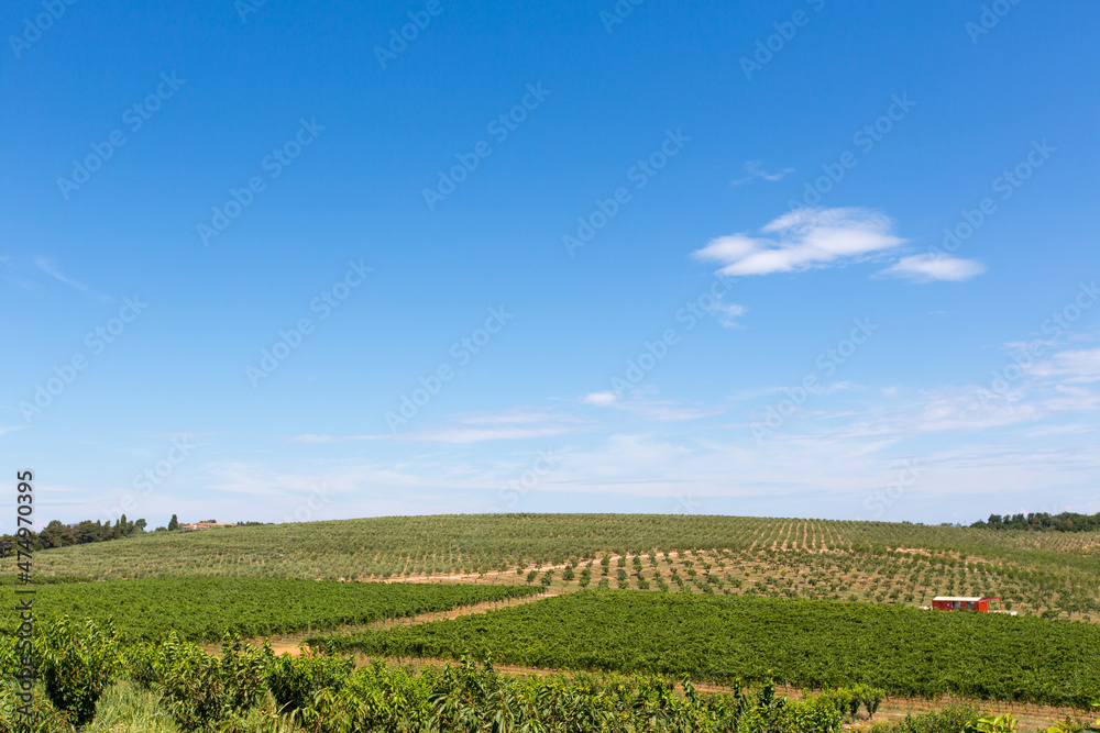 Fototapeta premium Olive tree field with blue sky and vinefield in front
