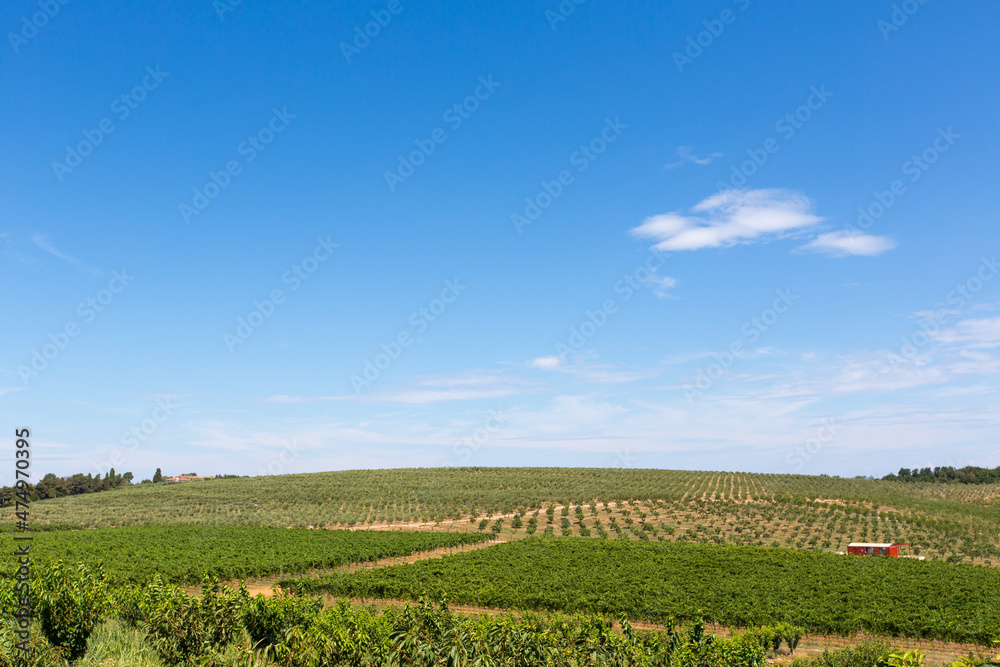 Olive tree field with blue sky and vinefield in front
