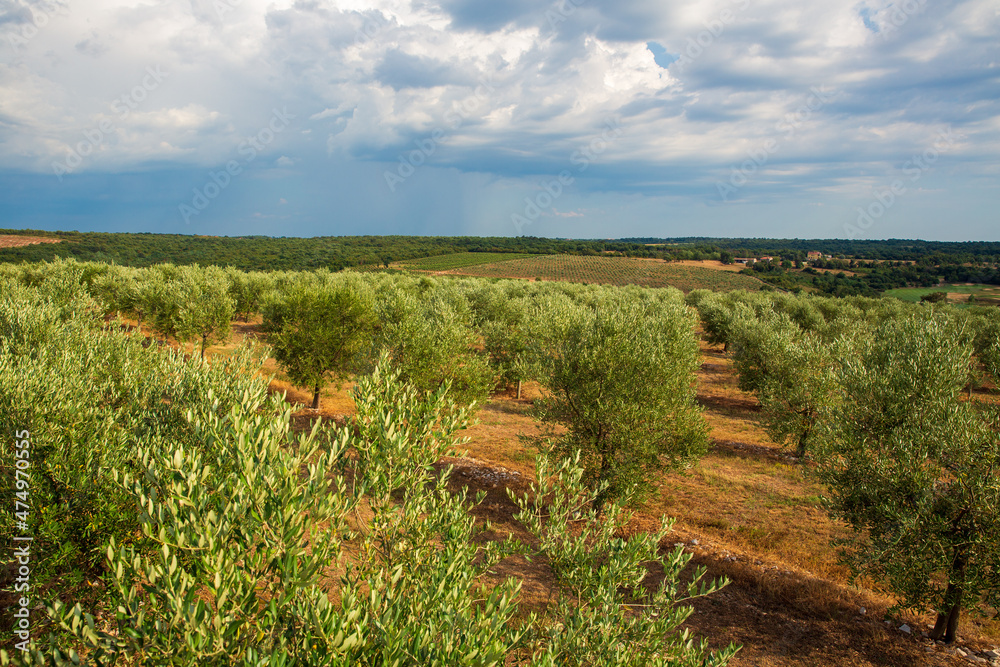 Olive tree field with blue sky and white clouds Olive tree field with blue sky and white clouds