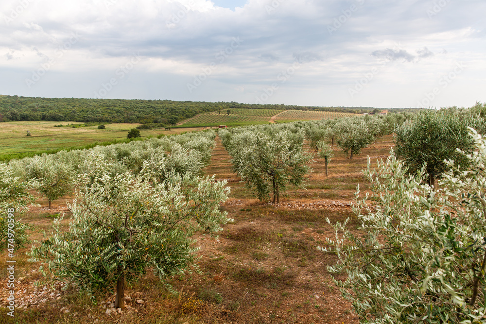 Olive tree field with blue sky and white clouds