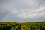 vineyard vith blue sky and white clouds, rainbow, after rain