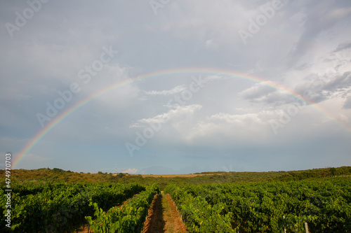 vineyard vith blue sky and white clouds, rainbow, after rain