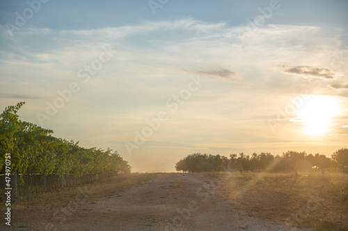 Olive tree field with blue sky and white clouds and dusty road