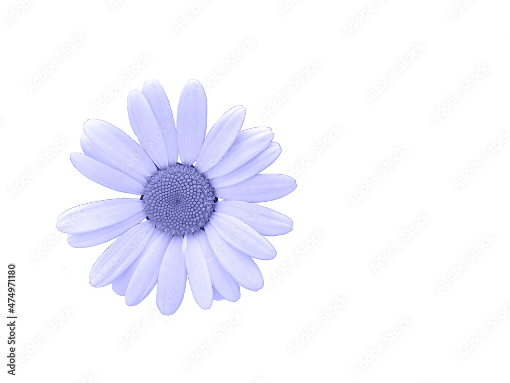 Fototapeta premium chamomile isolated on white background