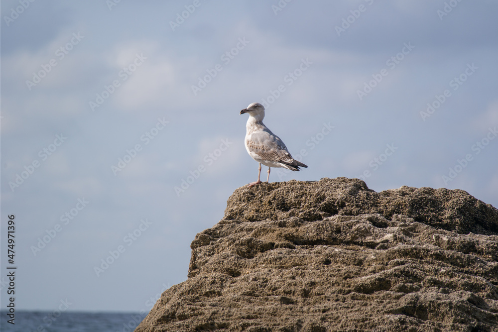 seagull on stone