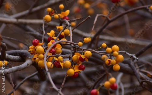 berries on a tree © Jeff N.