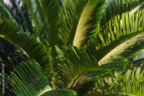 Pattern of palm leaves. Closeup nature view of green leaf and palms background. Tropical leaf.Tropical palm leaves. Floral pattern background. Turkey. Tropical palm leaf nature background.