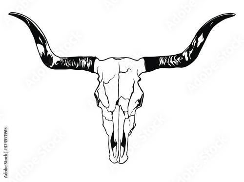 Buffalo skull - hand drawn vector illustration isolated on white background