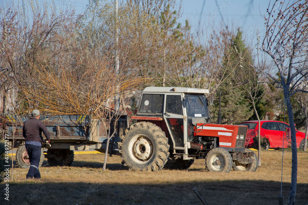 Worker cleaning trees in the big park and load on a tractor trailer Worker cleaning trees in the big park and load on a tractor trailer
