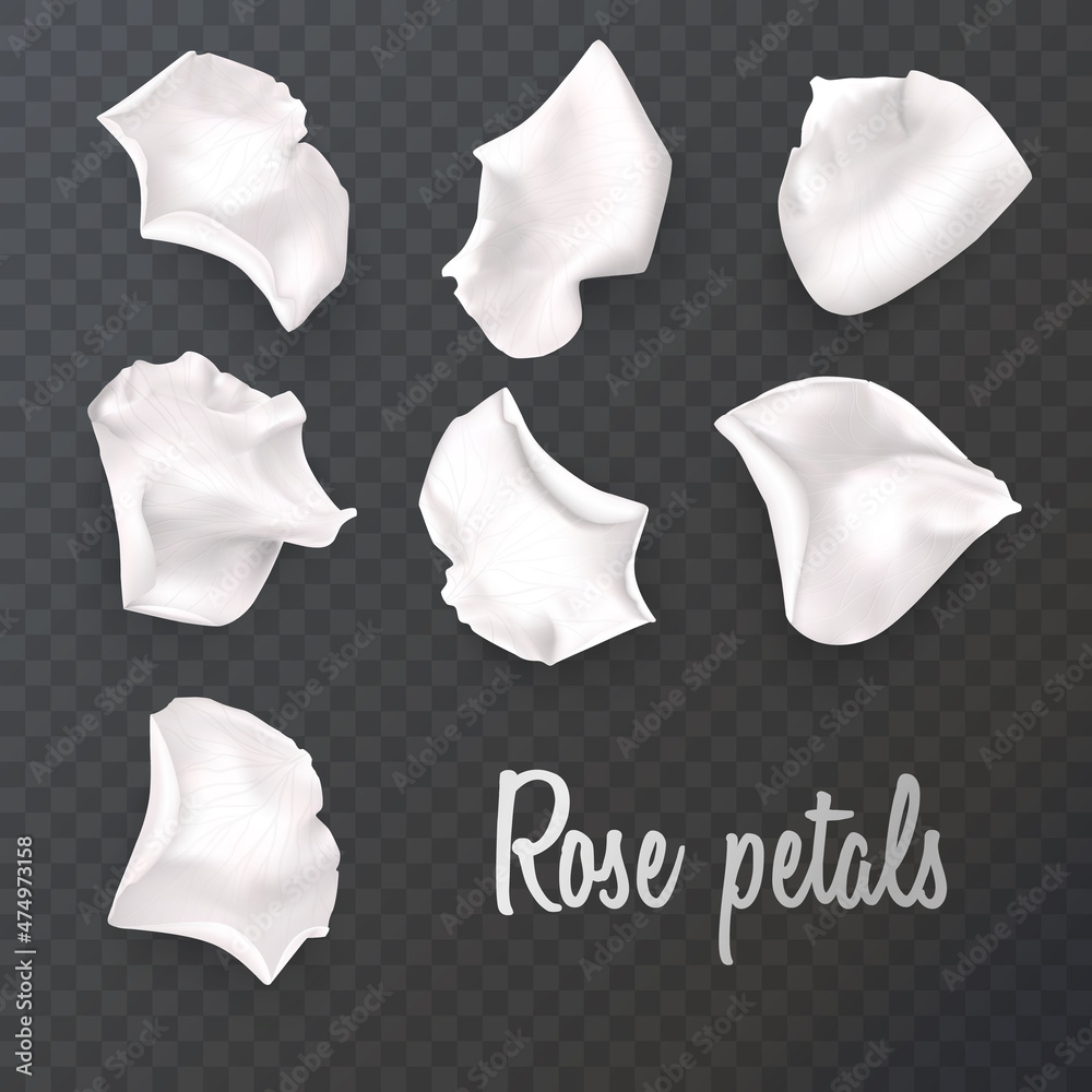 White rose petals on a transparent background and realistic rose