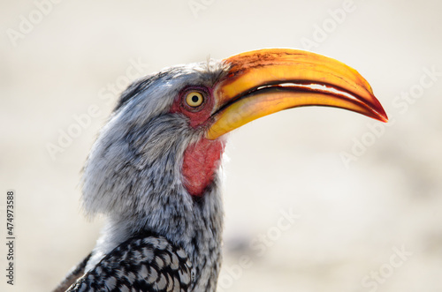 Male Yellow-billed Hornbill in Kruger Nationalpark, South Africa (Tockus leucomaelas)