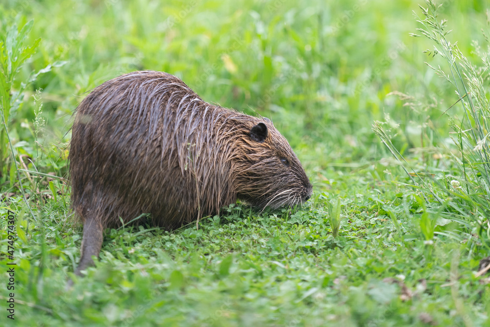 The nutria (Myocastor coypus), also known as the coypu The nutria (Myocastor coypus), also known as the coypu