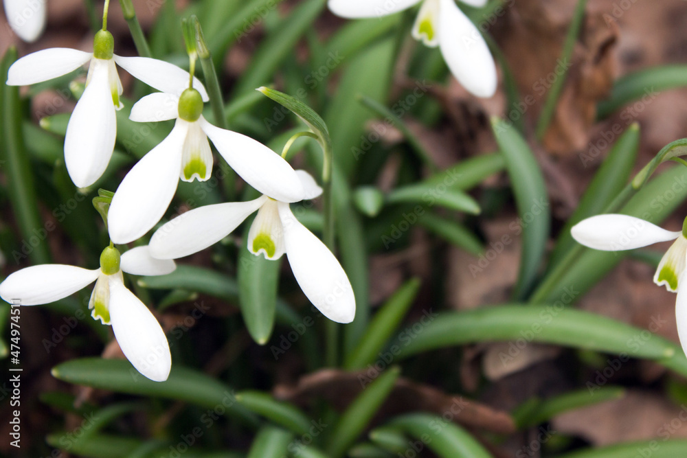 snowdrops in spring