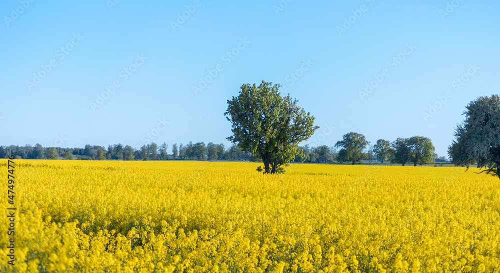 A rapeseed field in Sweden during late spring with some trees in the horizon