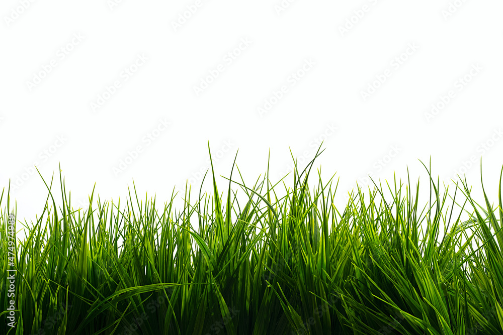 Fototapeta premium green grass on white background