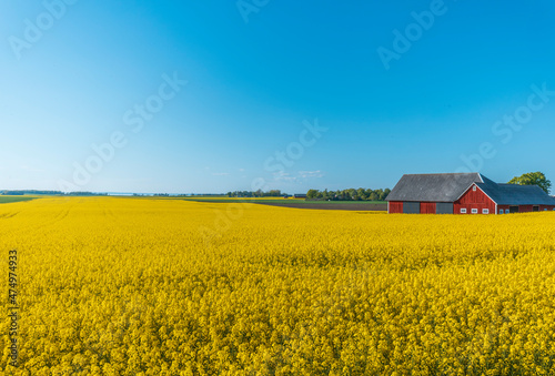 A rapeseed field in Sweden during late spring	
