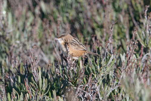 Zitting Cisticola (Cisticola juncidis) ria formosa Portugal.