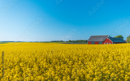 A rapeseed field in Sweden during late spring 