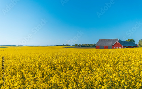 A rapeseed field in Sweden during late spring	