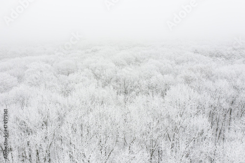Winter forest covered with snow and frost, aerial landscape