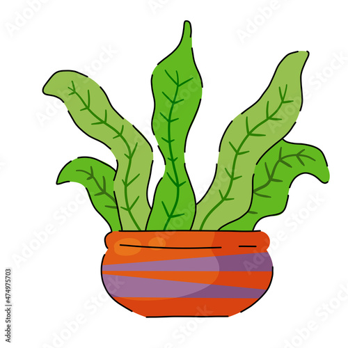 Potted plant. Homemade Green leaves of houseplant. Brown pot and House decoration. Gardening and botany.