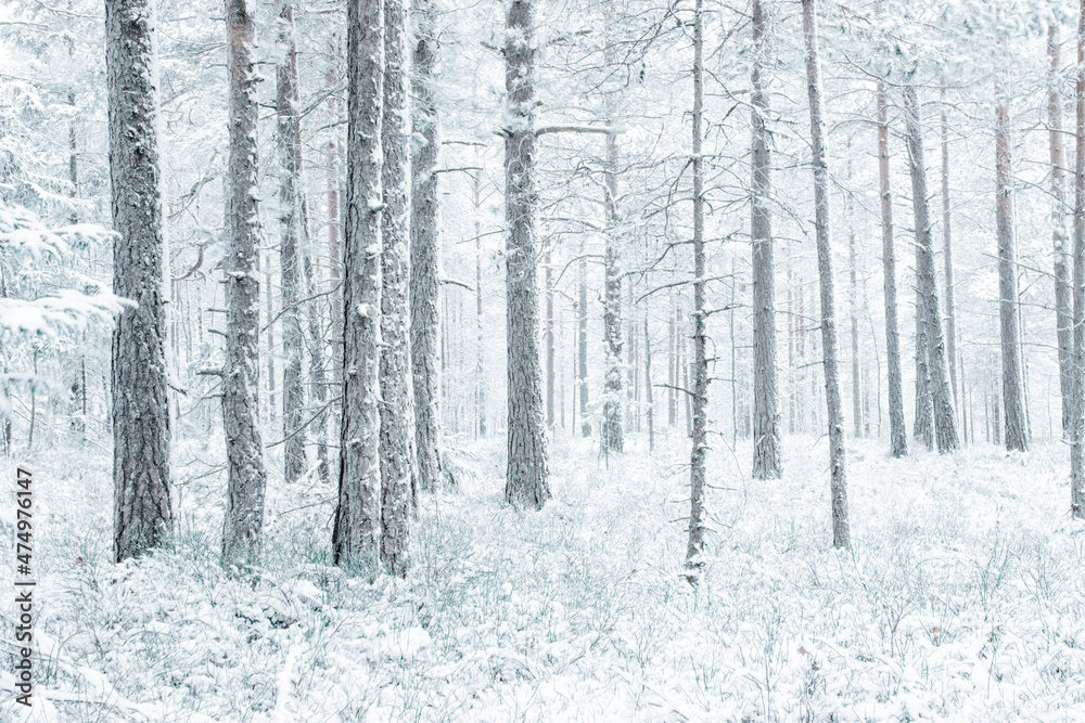 A cold winter morning A cold winter morning