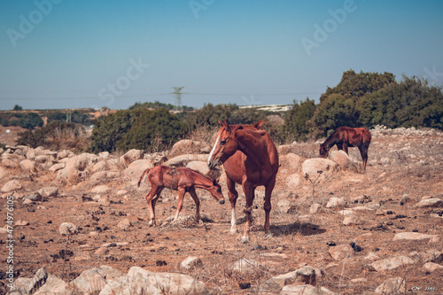 Horses, mother and son © or